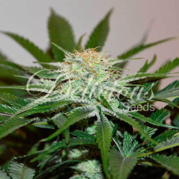 Cotton Candy Kush (Delicious Seeds)