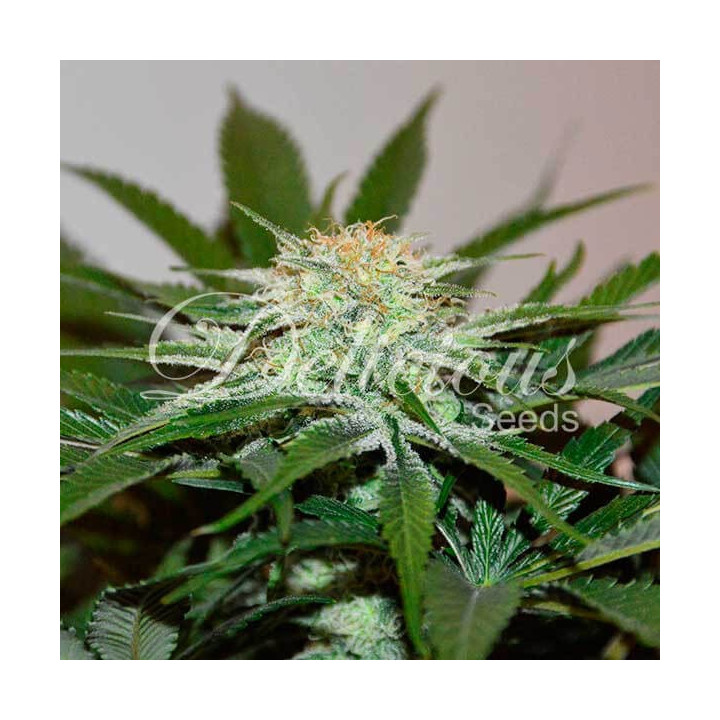 Cotton Candy Kush (Delicious Seeds)
