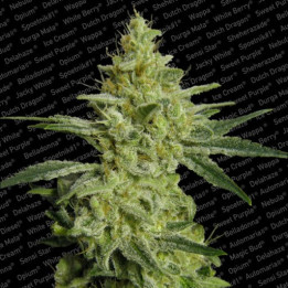 Allkush (Delicious Seeds)