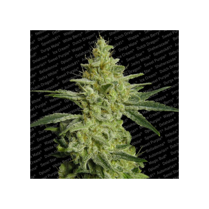 Allkush (Delicious Seeds)