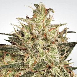 Atomical Haze (Paradise Seeds)