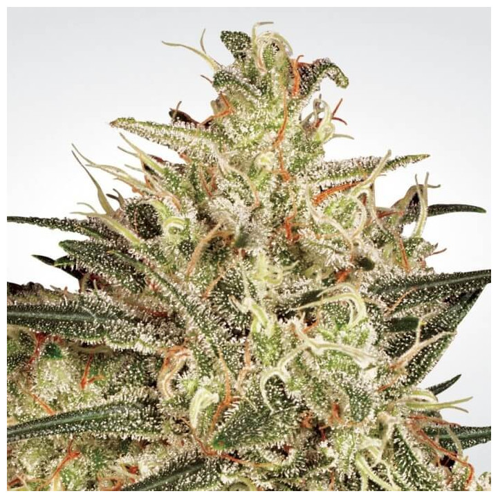 Atomical Haze (Paradise Seeds)