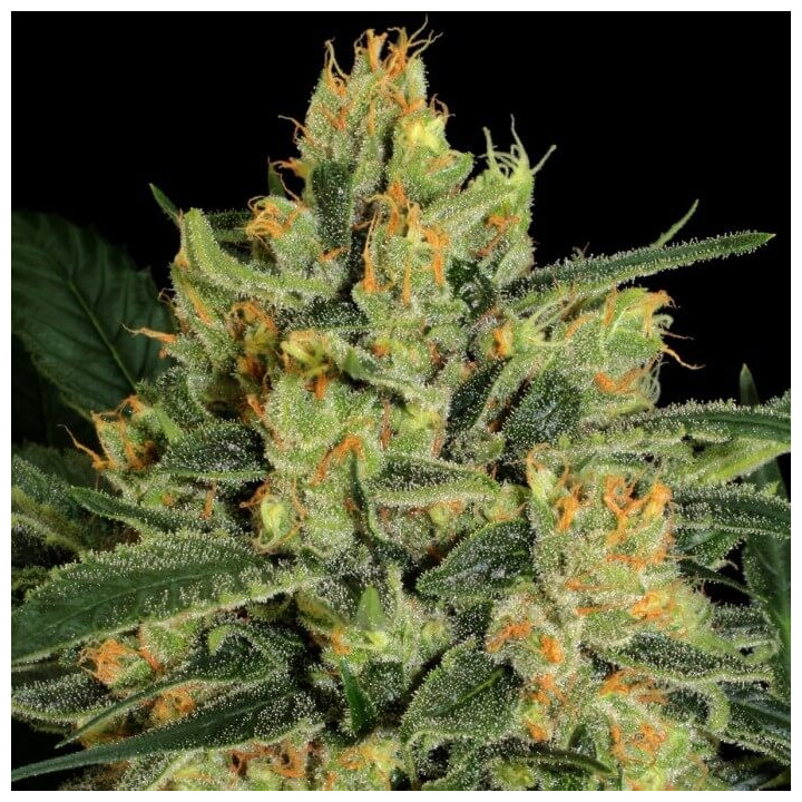 Durga Mata II CBD (Paradise Seeds)
