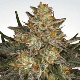 Dutch Kush (Paradise Seeds)