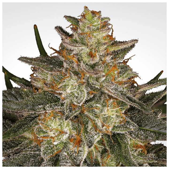 Dutch Kush (Paradise Seeds)