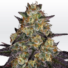 El Dorado OG (Paradise Seeds)