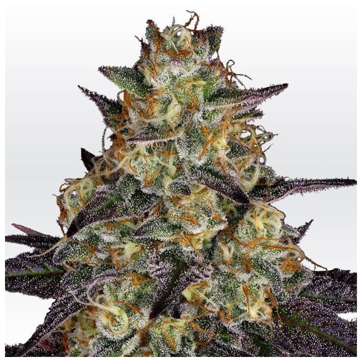 El Dorado OG (Paradise Seeds)