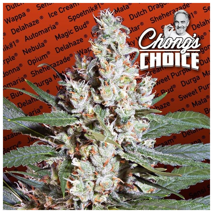 L.A. Amnesia (Paradise Seeds)