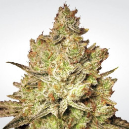 Jacky White (Paradise Seeds)