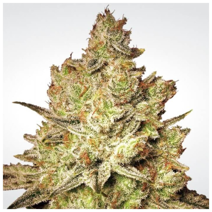 Jacky White (Paradise Seeds)