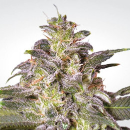Magic Bud (Paradise Seeds)
