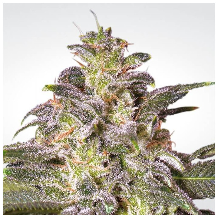 Magic Bud (Paradise Seeds)