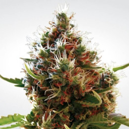 Lucid Bolt (Paradise Seeds)