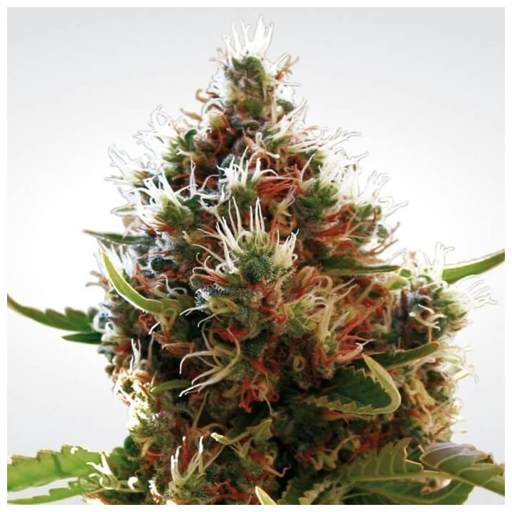 Lucid Bolt (Paradise Seeds)