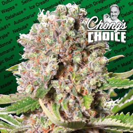 Lucid Bolt (Paradise Seeds)