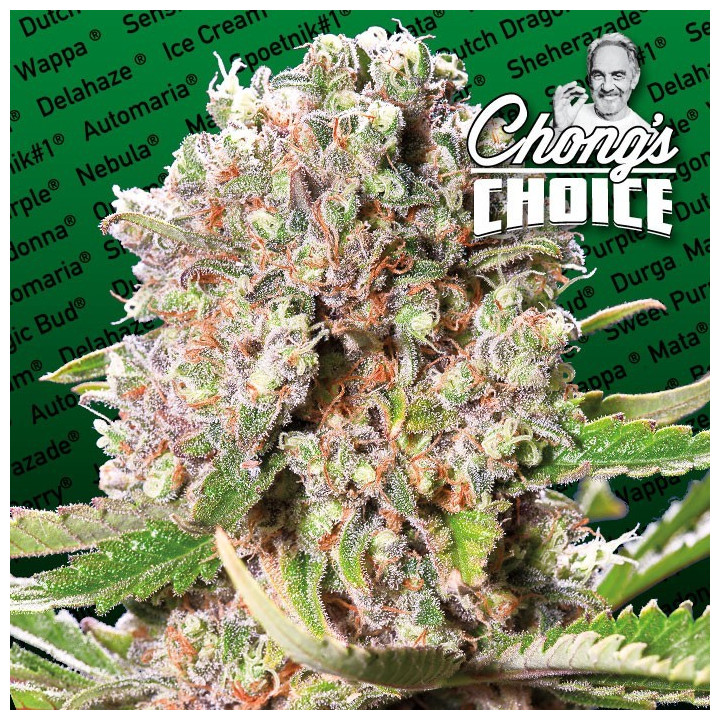 Lucid Bolt (Paradise Seeds)