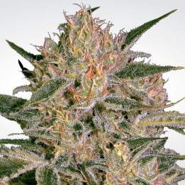 Nebula II CBD (Paradise Seeds)