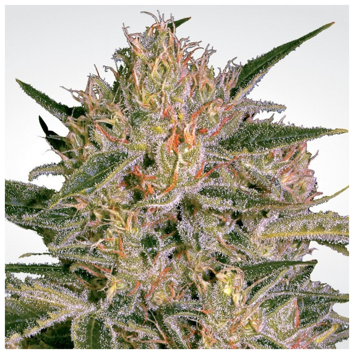 Nebula II CBD (Paradise Seeds)