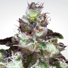 Original White Widow (Paradise Seeds)