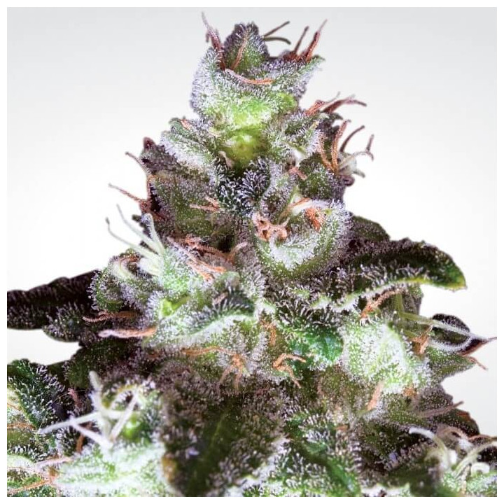 Original White Widow (Paradise Seeds)