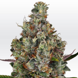 Rainbow Road (Paradise Seeds)