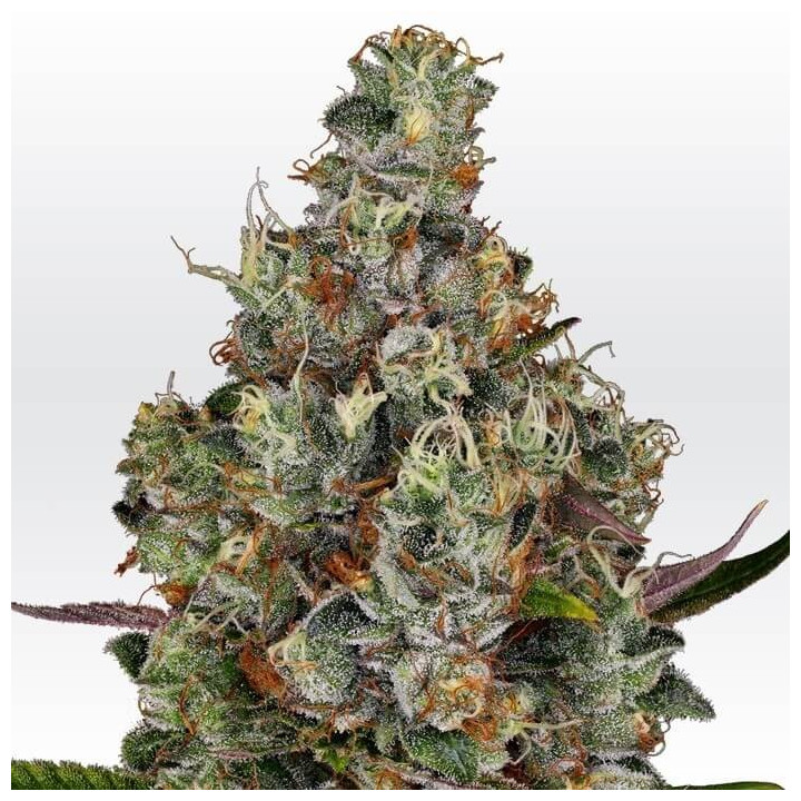 Rainbow Road (Paradise Seeds)