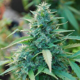 Caribe Regular (Cannabiogen)