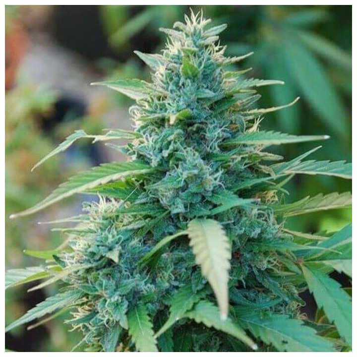 Caribe Regular (Cannabiogen)