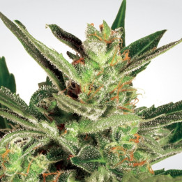 Automaria II (Paradise Seeds)