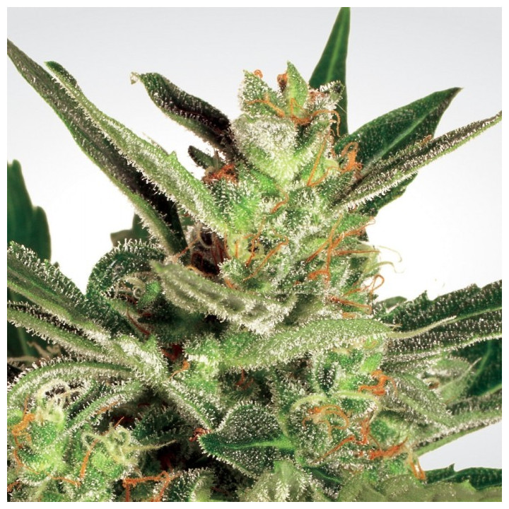 Automaria II (Paradise Seeds)