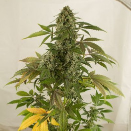 White Widow Auto (Dinafem)