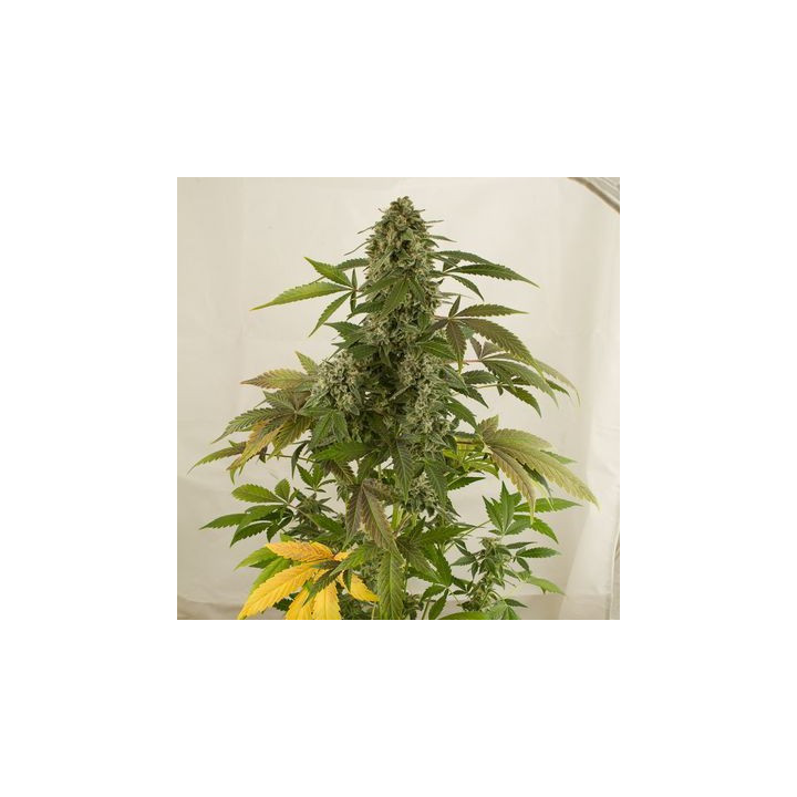 White Widow Auto (Dinafem)