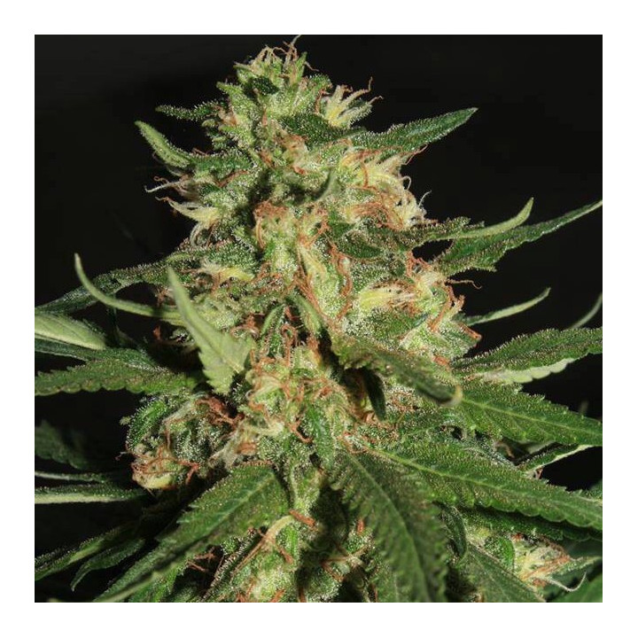 White Widow Auto (Dinafem)