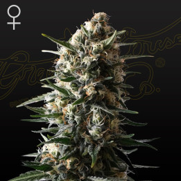 Bubba Slush (Green House)