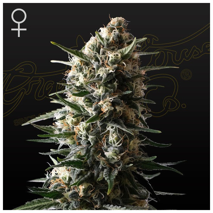 Bubba Slush (Green House)