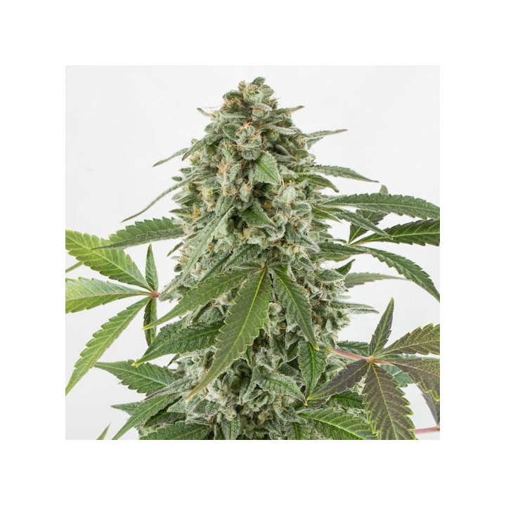 White Widow Auto (Dinafem)