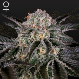 Wonder Pie (Green House)