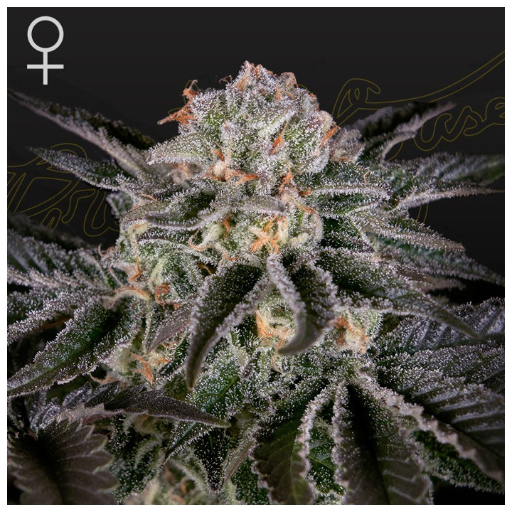 Wonder Pie (Green House)