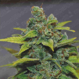 Banana Zkittlez (Medical Seeds)