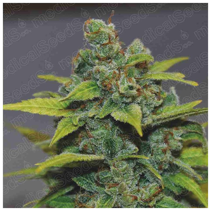 Banana Zkittlez (Medical Seeds)