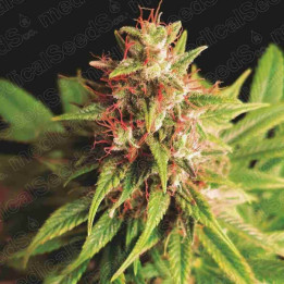 Red Cross CBD (Medical Seeds)