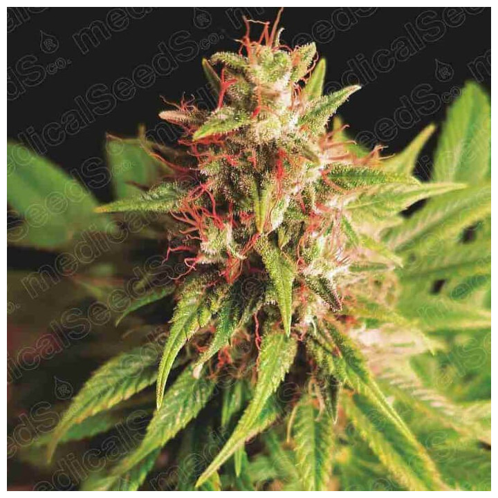 Red Cross CBD (Medical Seeds)