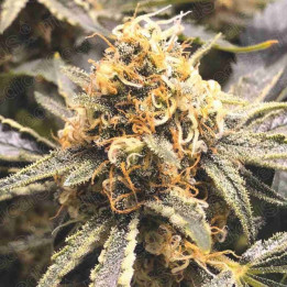 Recovery CBD (Medical Seeds)