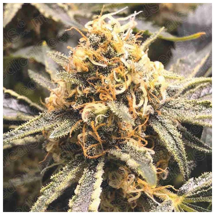 Recovery CBD (Medical Seeds)