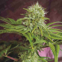 Elixir Vitae CBD (Medical Seeds)