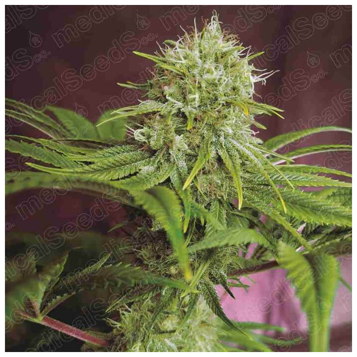 Elixir Vitae CBD (Medical Seeds)