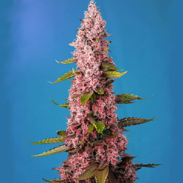 Red Hot Cookies (Sweet Seeds)