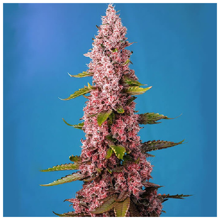 Red Hot Cookies (Sweet Seeds)