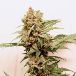 Auto CBG Force (Dutch Passion)