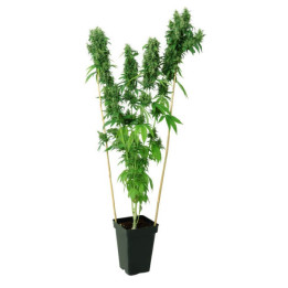 THC-Victory (Dutch Passion)